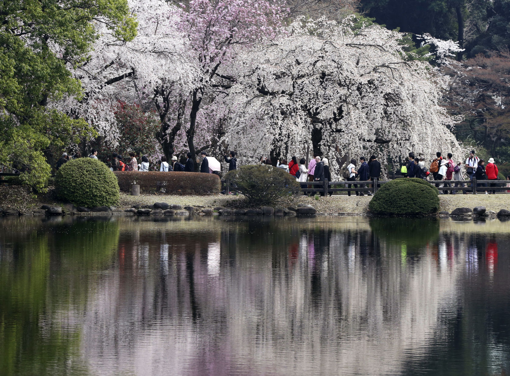 Japan cherry blossoms